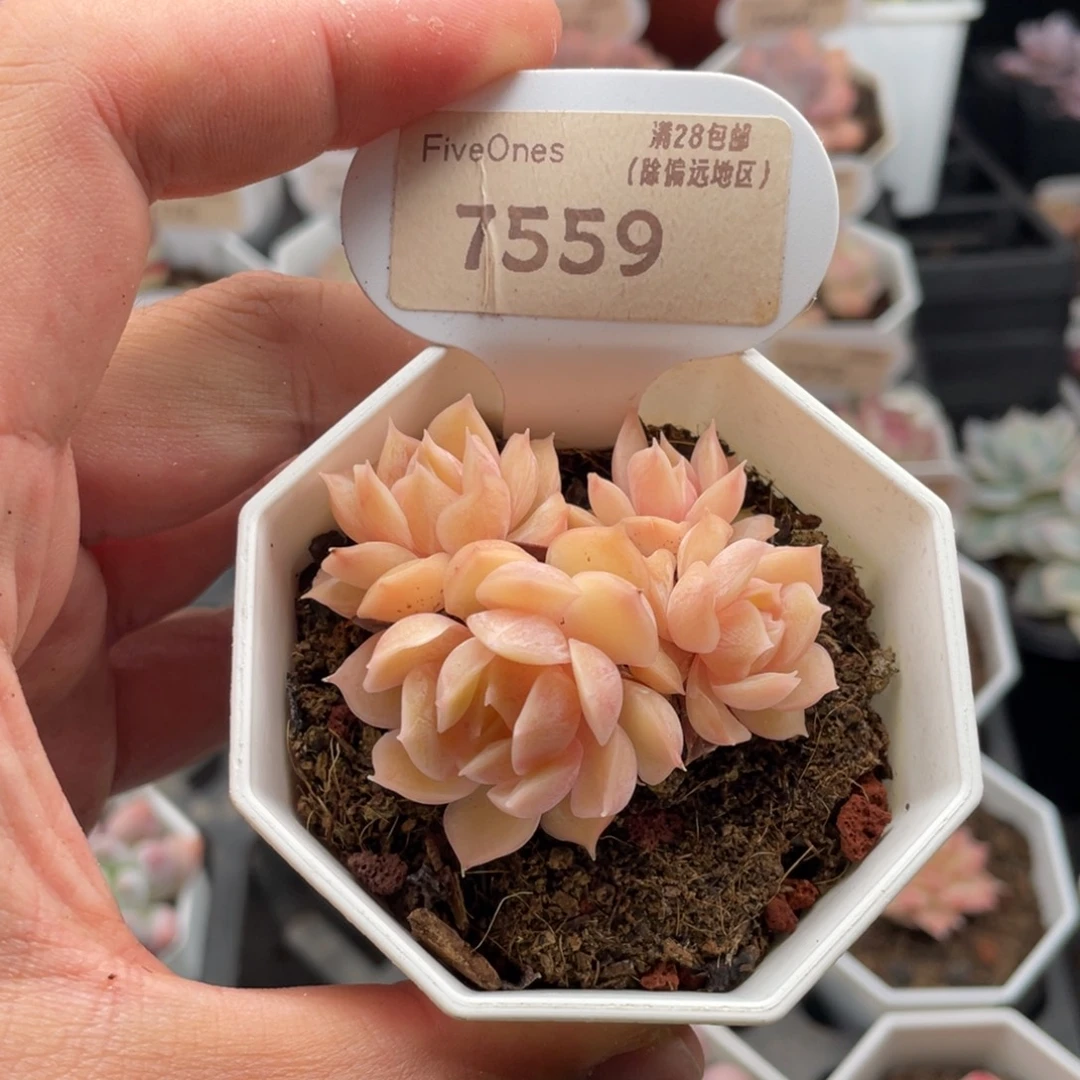 昂斯诺7559-5厘米