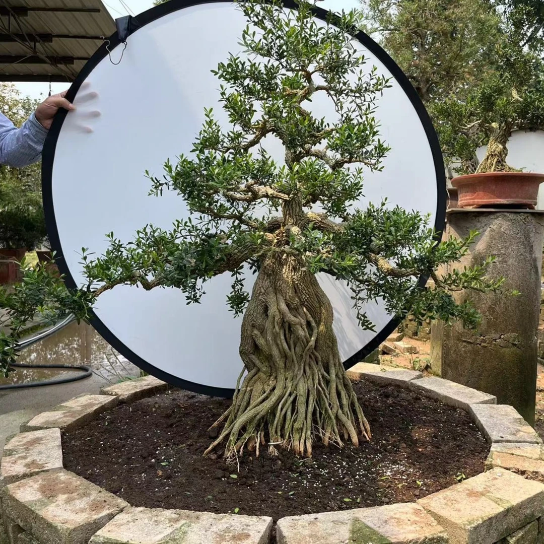 福建盆景大提根 雀舌皱皮黄杨