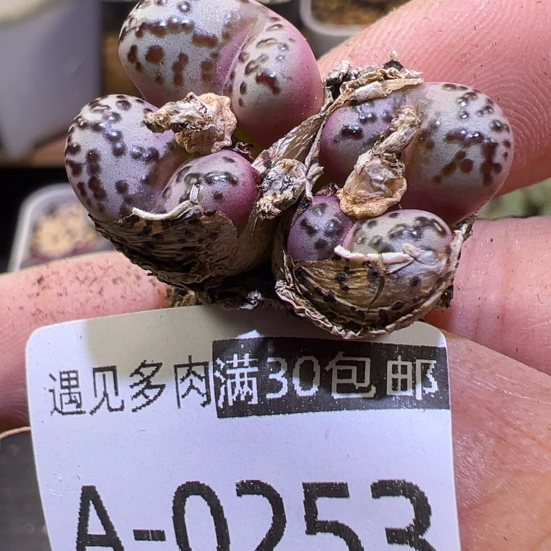 多肉植物1111111111111