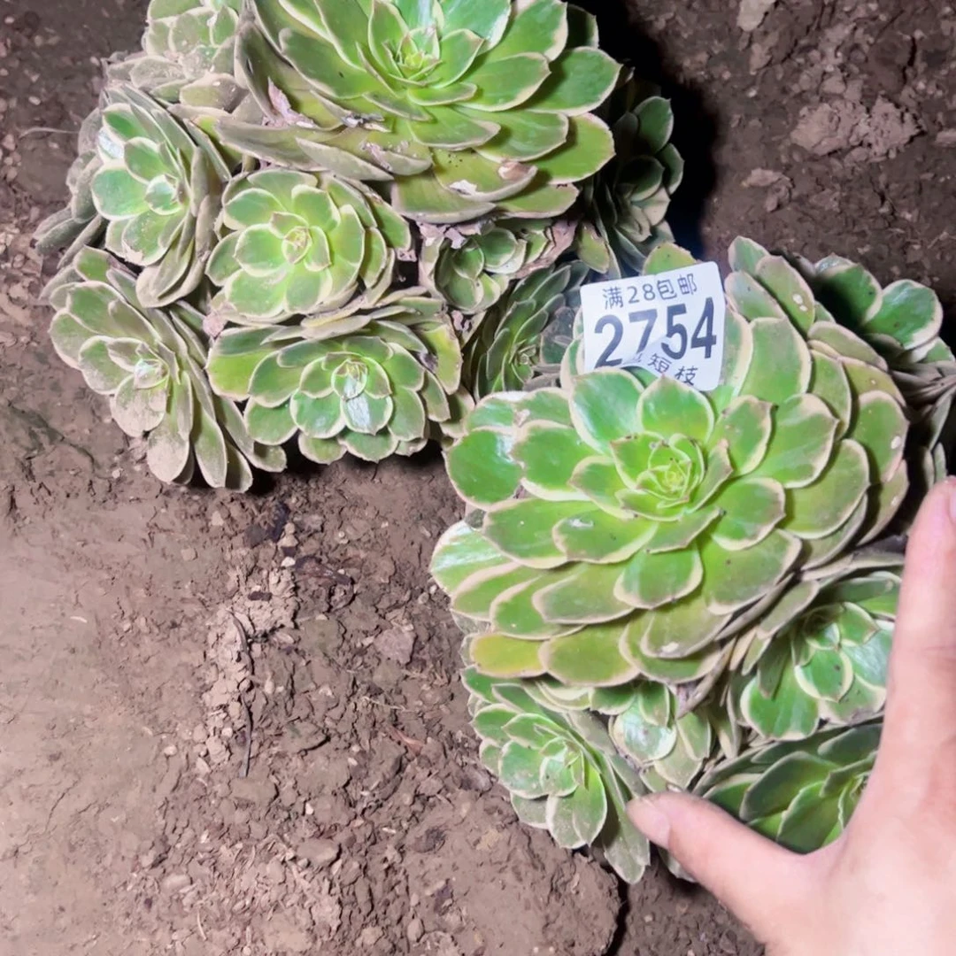 慵***凡2754组合多肉植物法师粉花妖