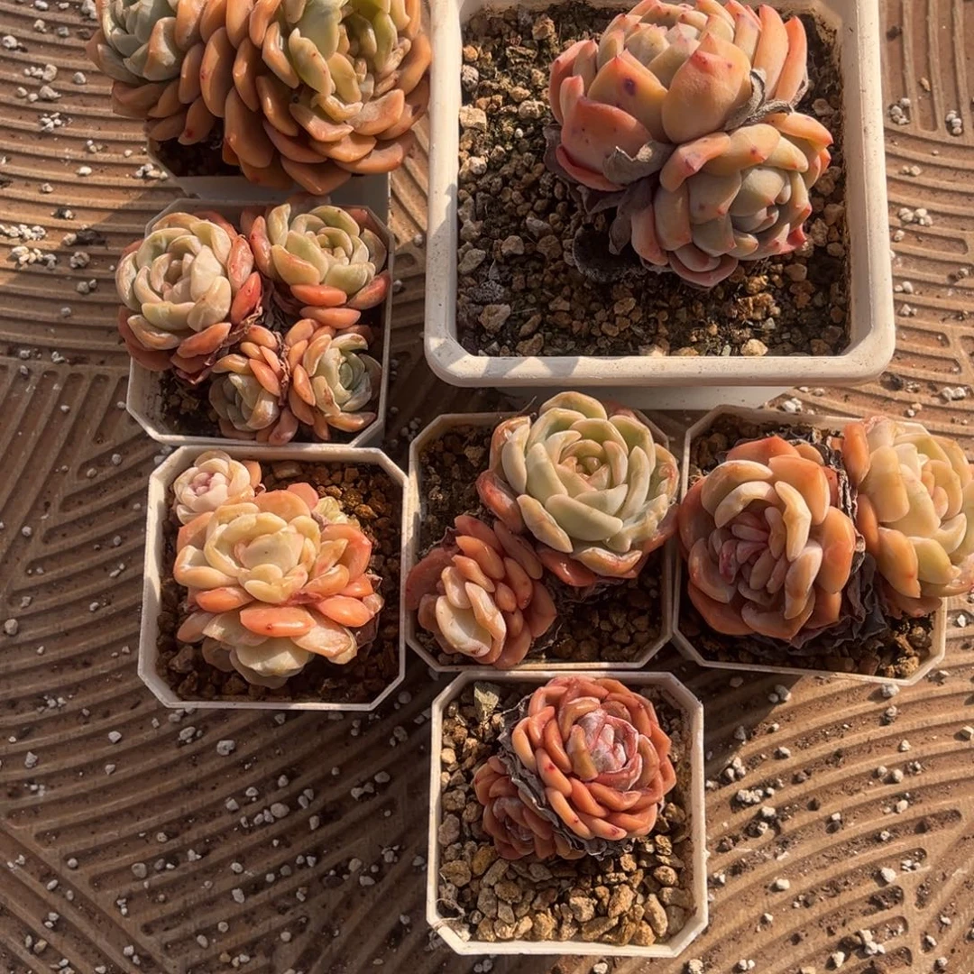 S***H南方姐姐的七棵珍妮