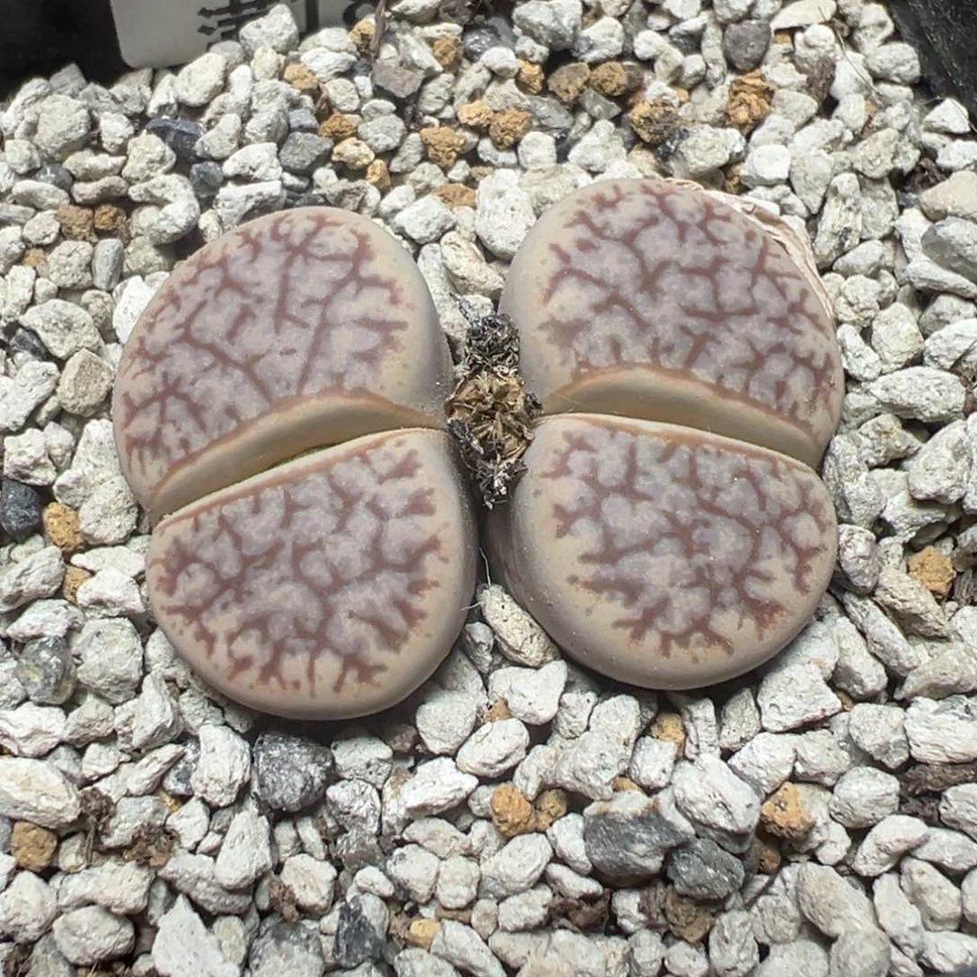 【闪购商品】 163。