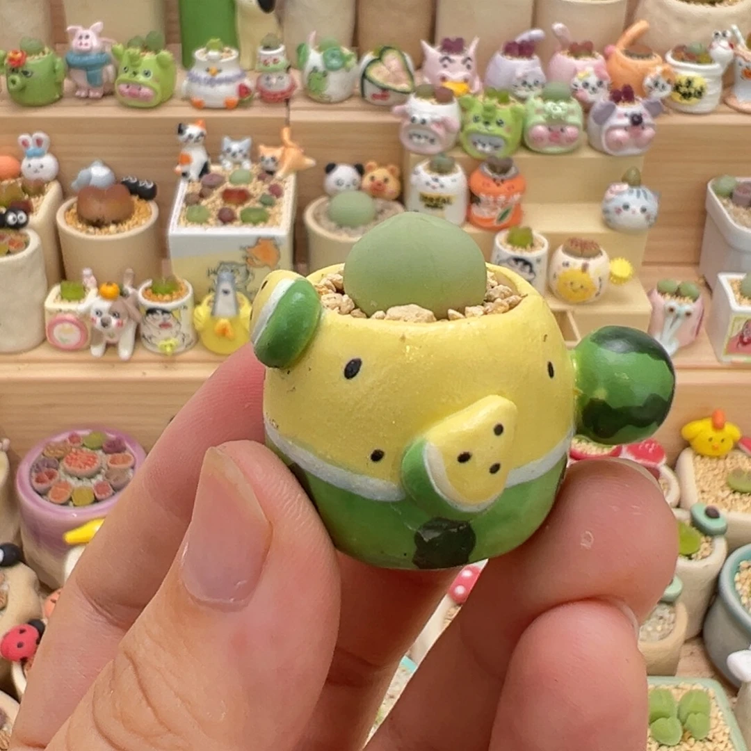 多肉植物63号拇指盆