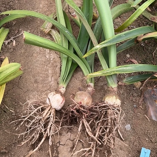 笑脸3.5～4开花包对版