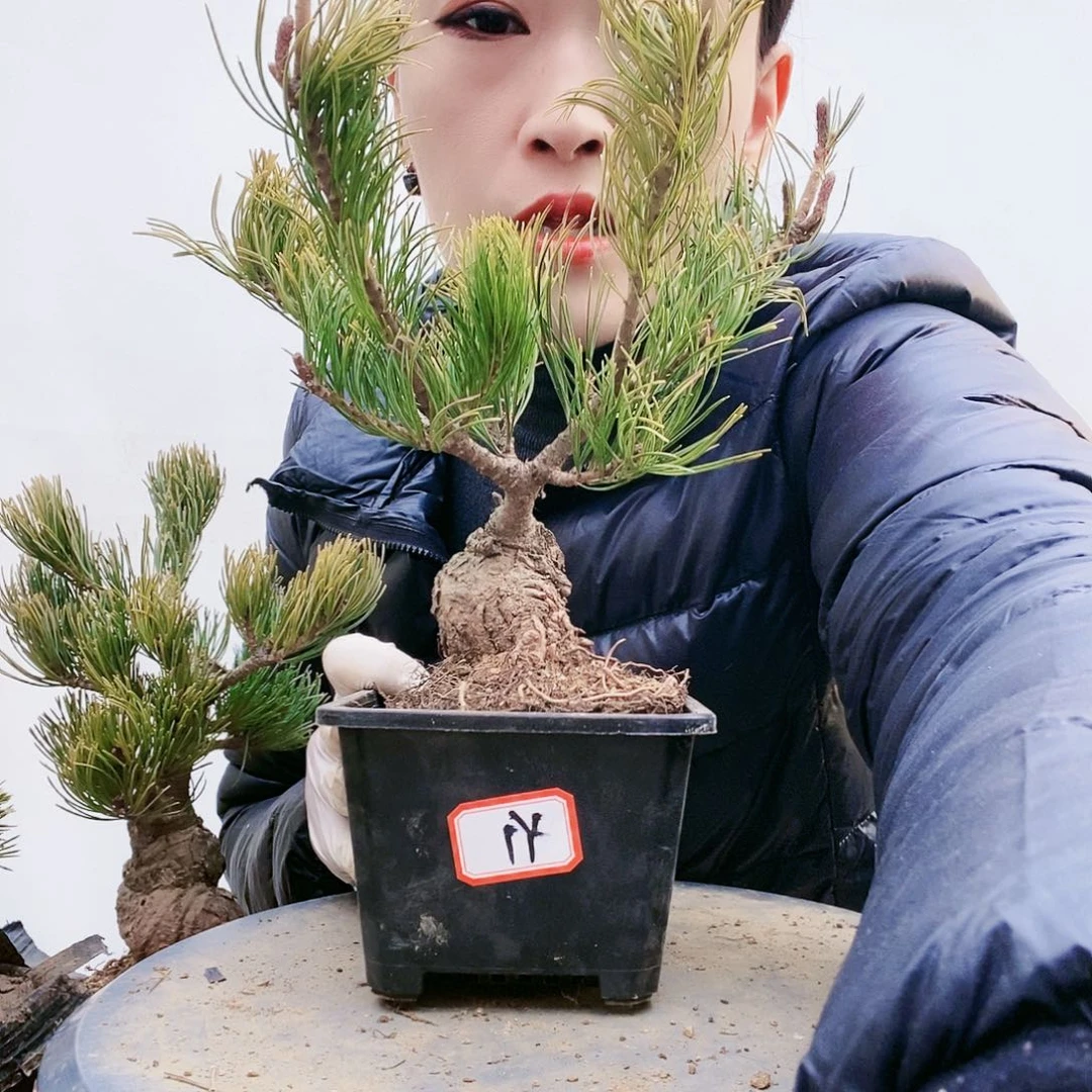 植物形态多年生草本