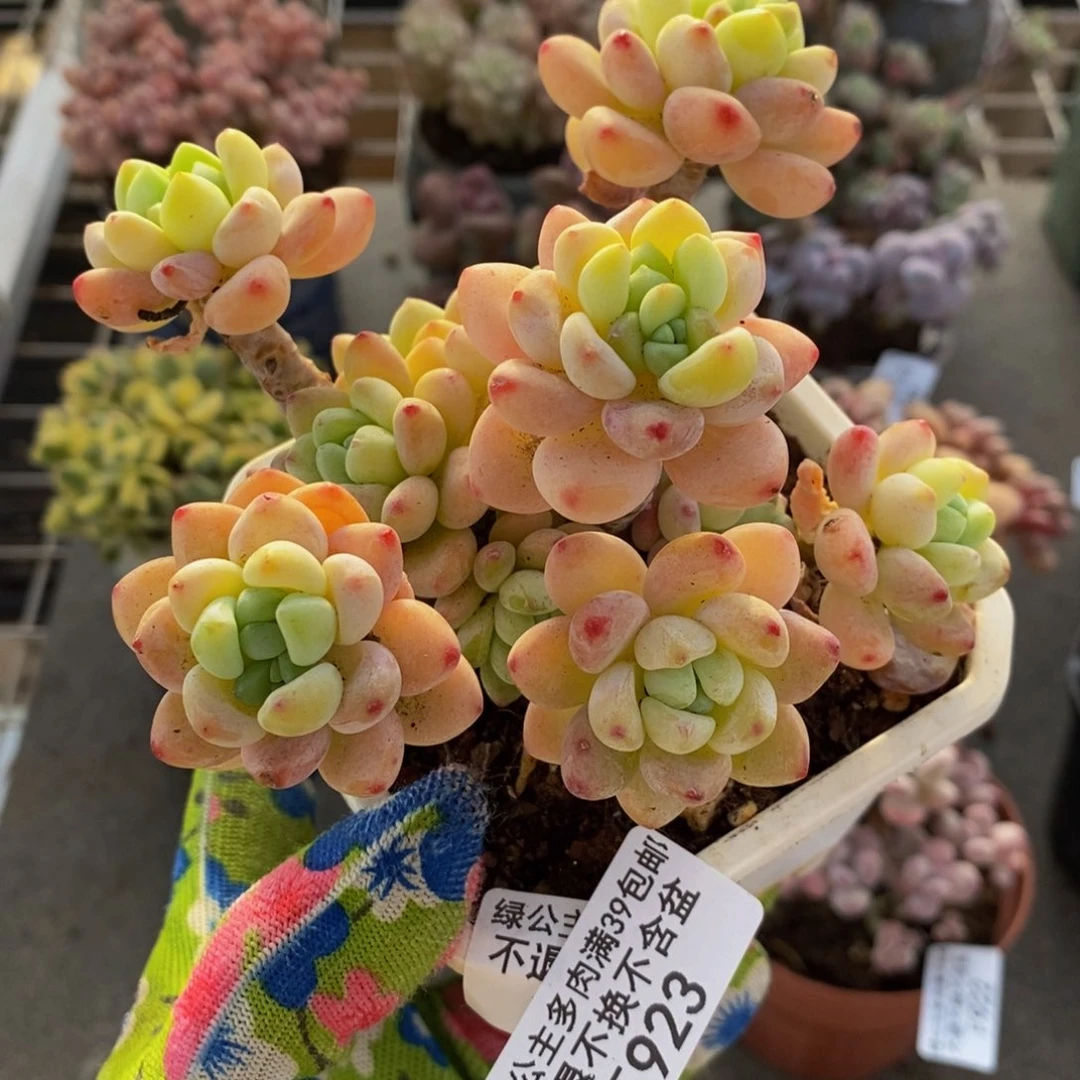 樱花罗琦923/9c m