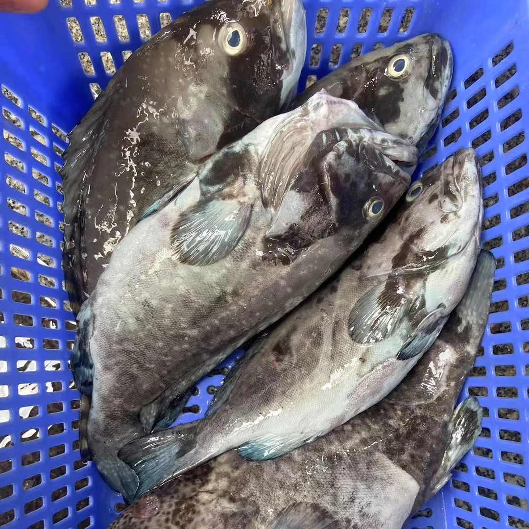 蓝瓜子  石斑鱼 阳江海陵岛发货