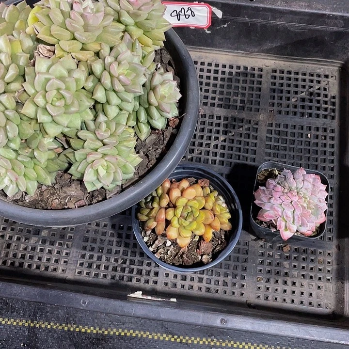 尼***蛋888号筐带盆土发货