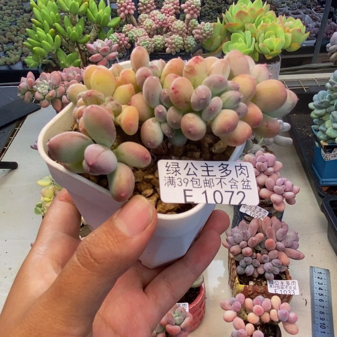 072苹果奶四代缀8c m