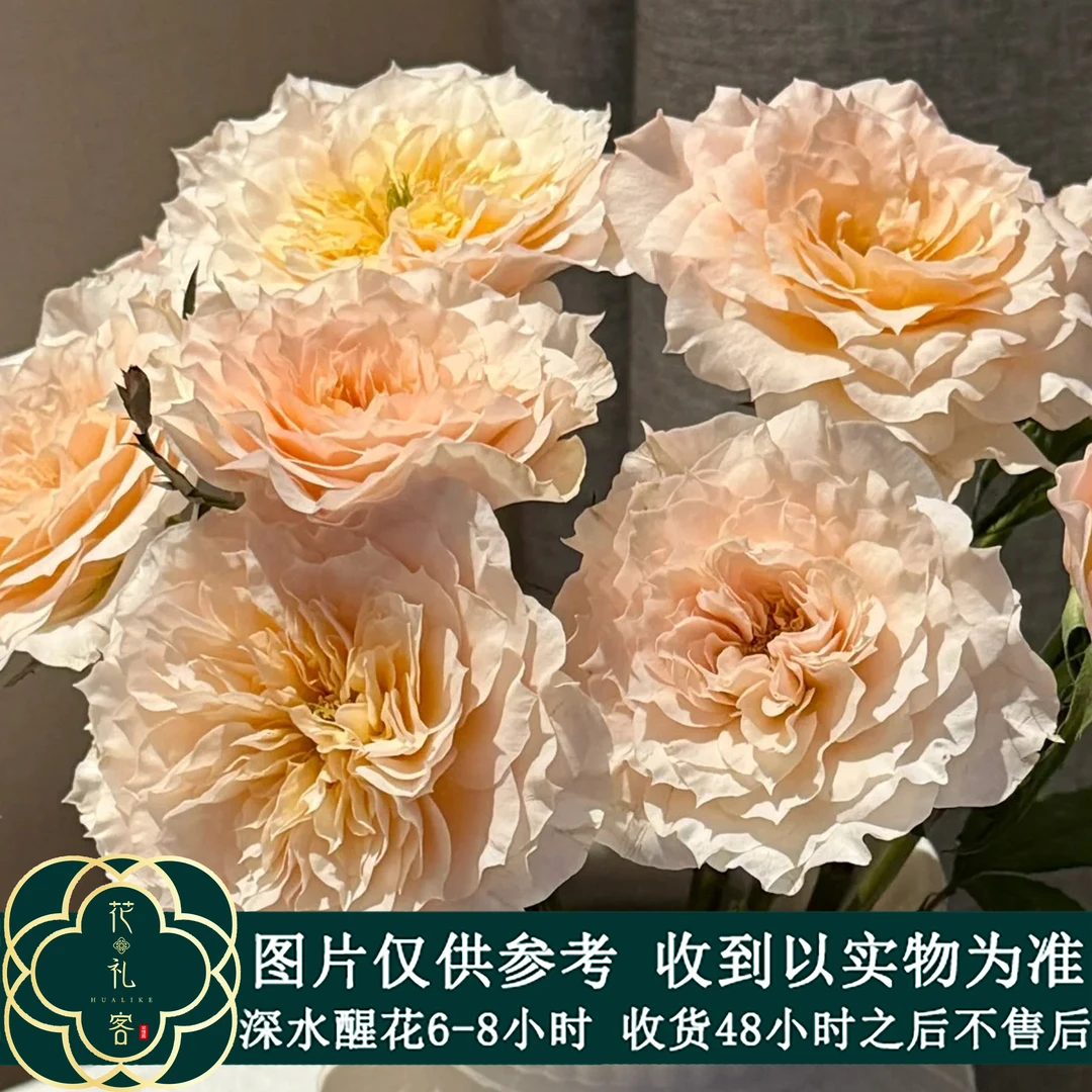云花巷#【花物语-卷毛小狗】鲜花优选 顺丰直发