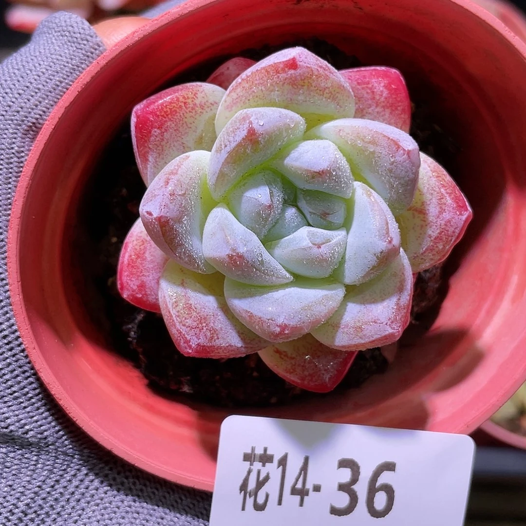 花利美14-36冰玉