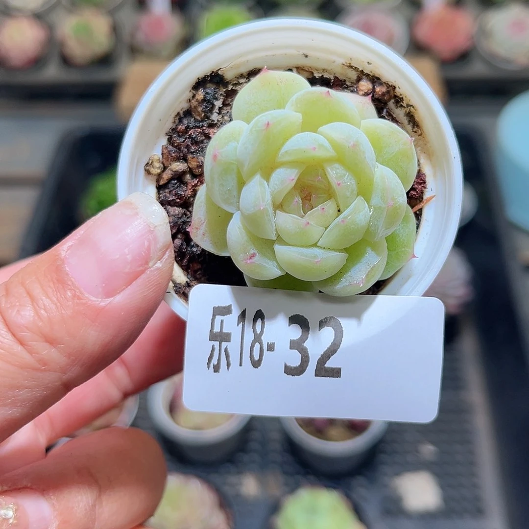 木乐18-32新品单头