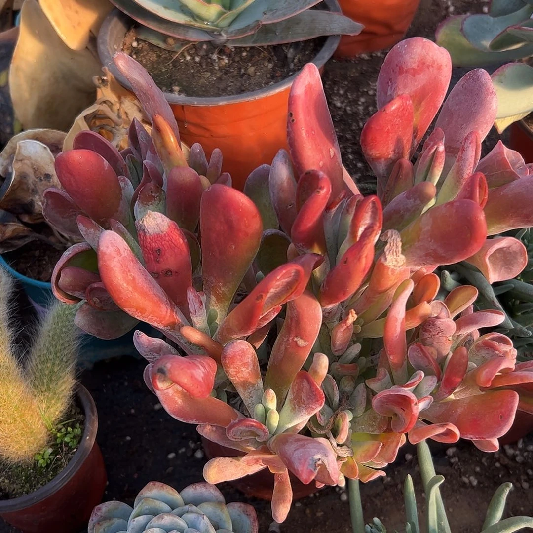 多肉植物火狐狸群