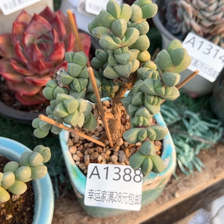 幸运的是我的朋友们