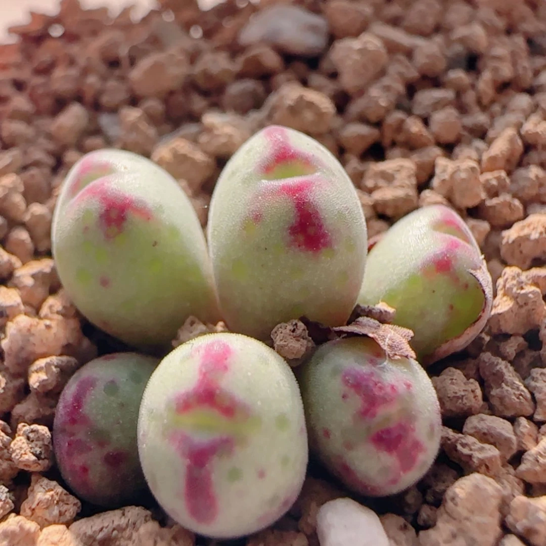 【闪购商品】原始斑马杂交21392