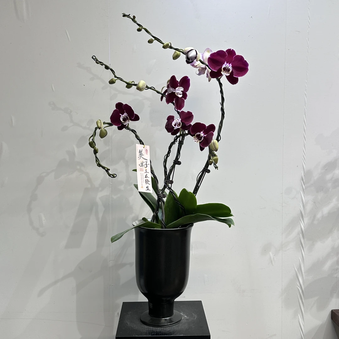 【幻影】蝴蝶兰室内盆栽绿植花卉四季开花植物