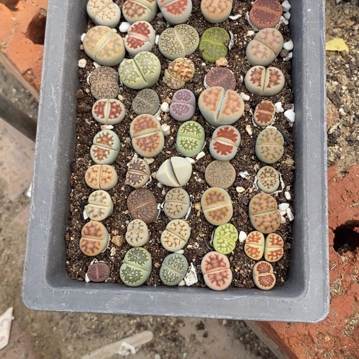 *****生石花等植物的生长666