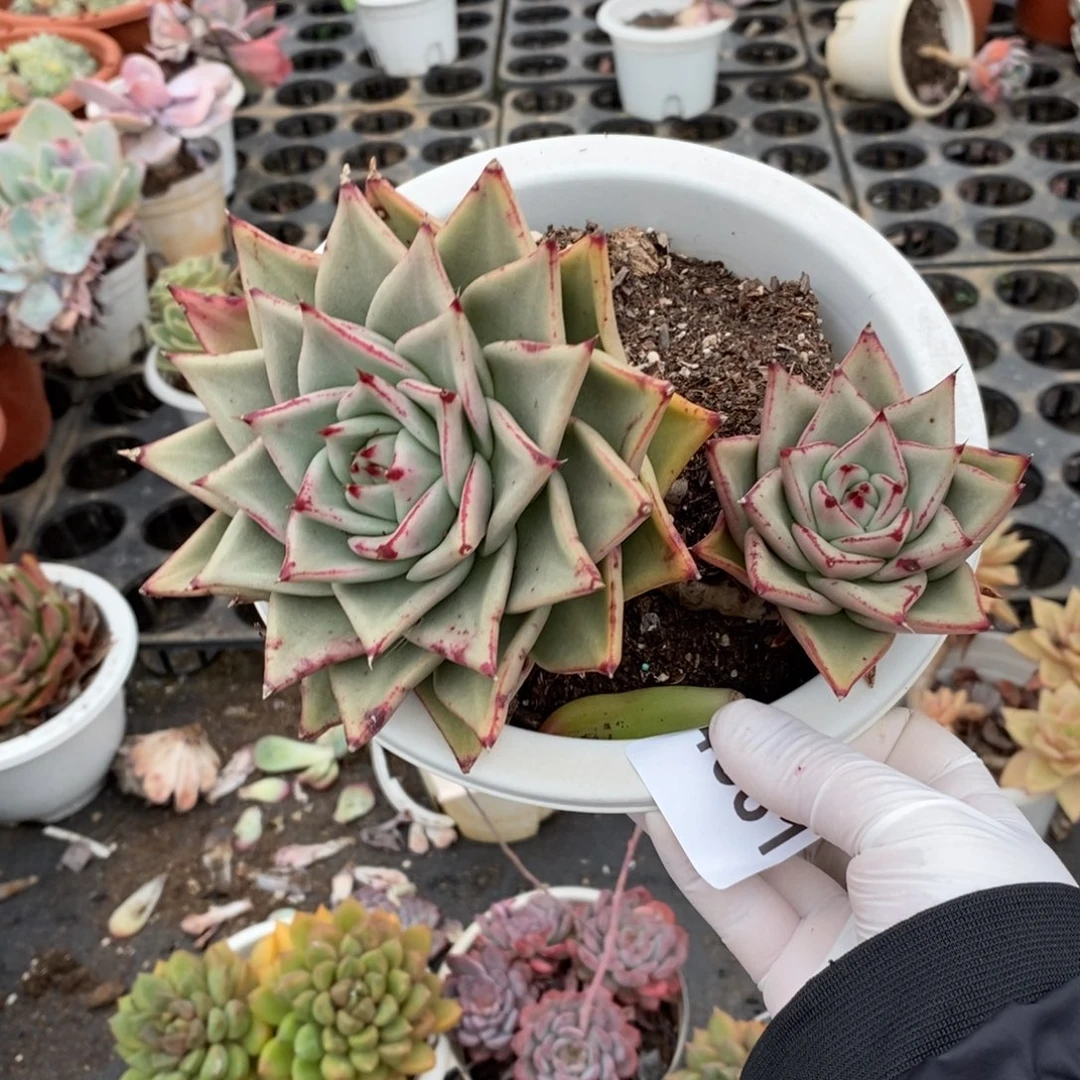 4681乌木老桩一物一拍