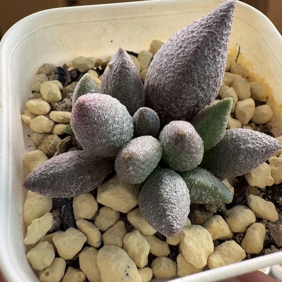 实生水泡多肉肉肉