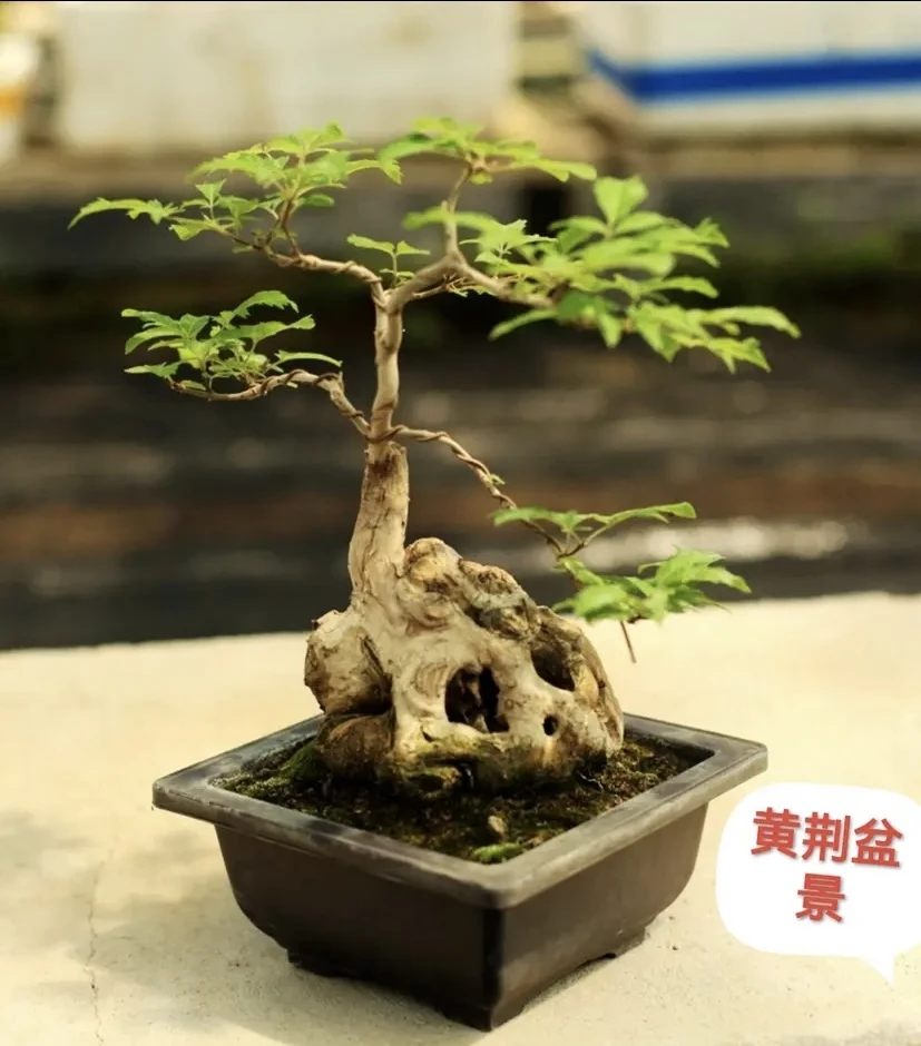 黄荆盆景素材随机发货新手老桩绿植盆栽室内外办公室居家造景花卉