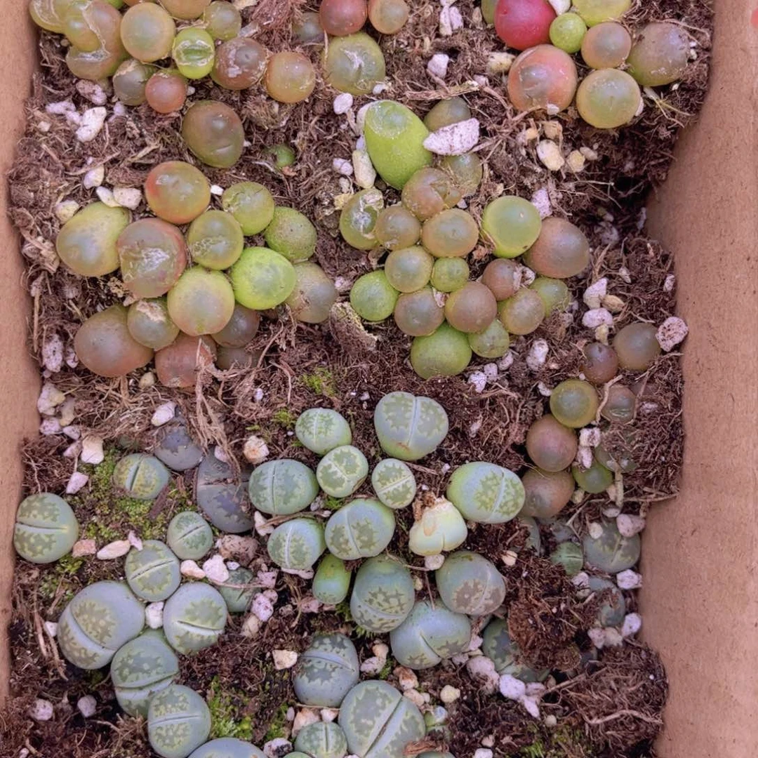 一箱两层0000000002