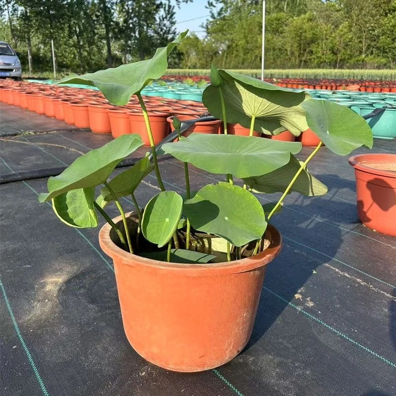 大型观赏荷花盆栽成品带花苞一物一拍原盆原土碗莲荷花基地