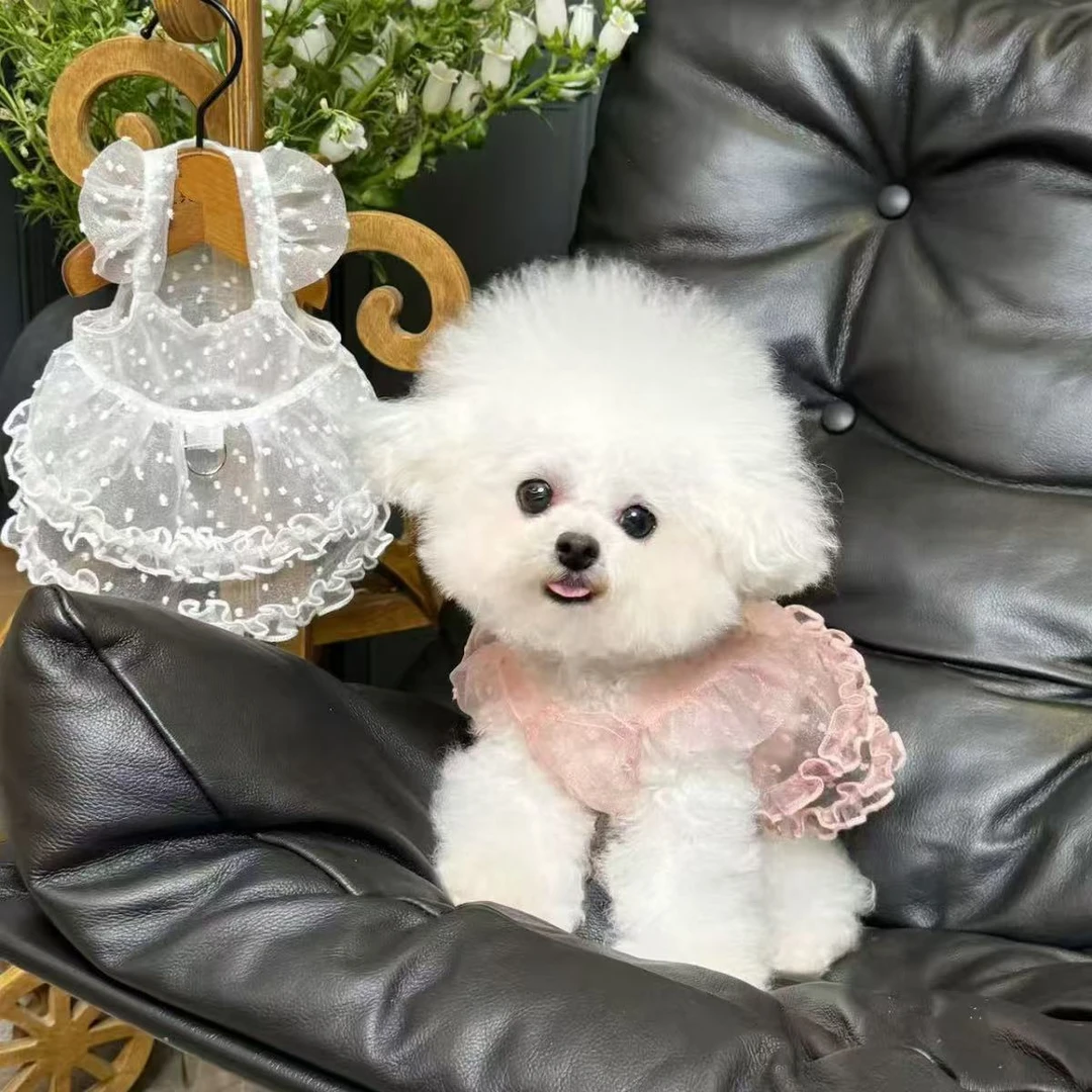 狗狗猫咪宠物新款春夏泰迪博美比熊小型犬衣服娃娃领薄款蓬蓬纱衣