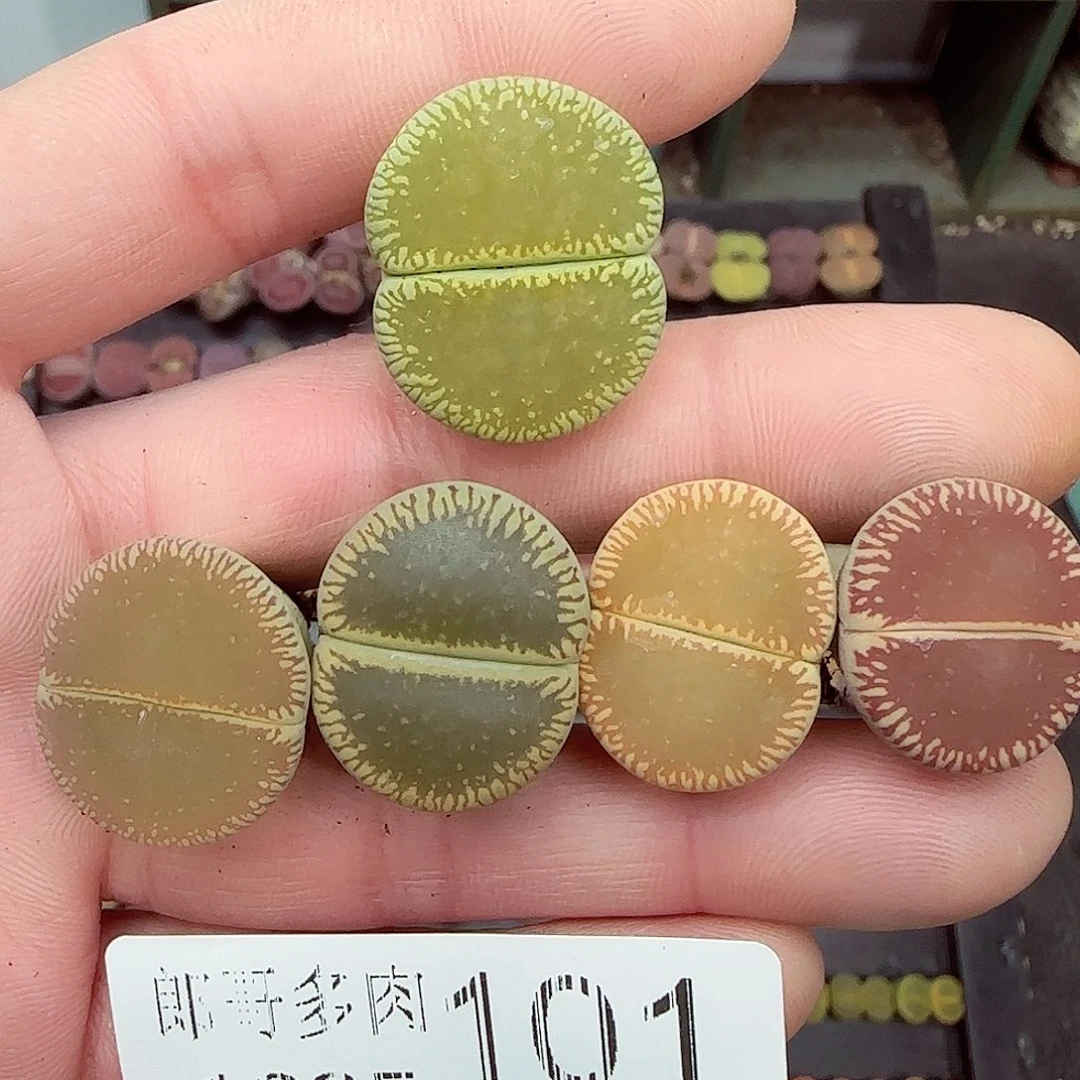 满满18包邮1225-101