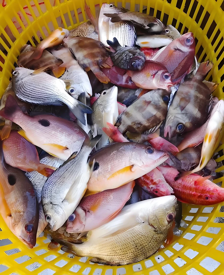 （石子）海杂鱼的新鲜鱼杂鱼