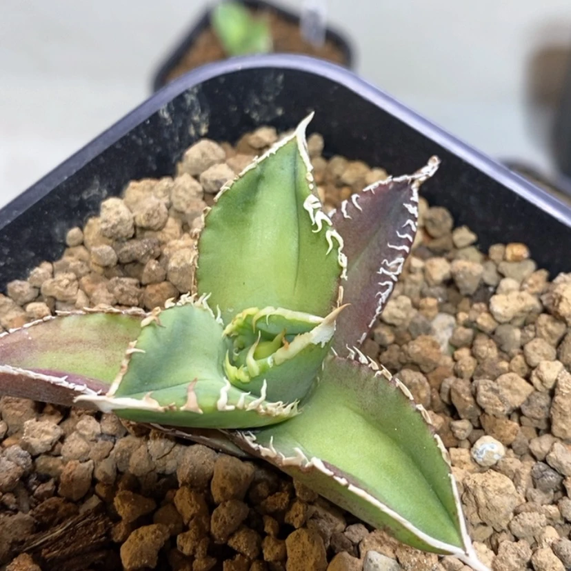 【闪购商品】油****X白豪刺