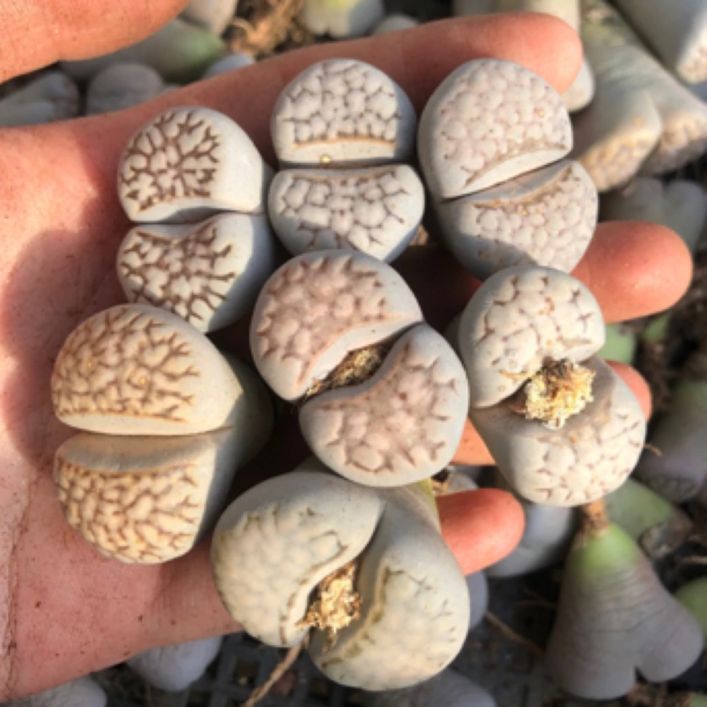 大理石编号C205A级 7颗一组 多肉植物