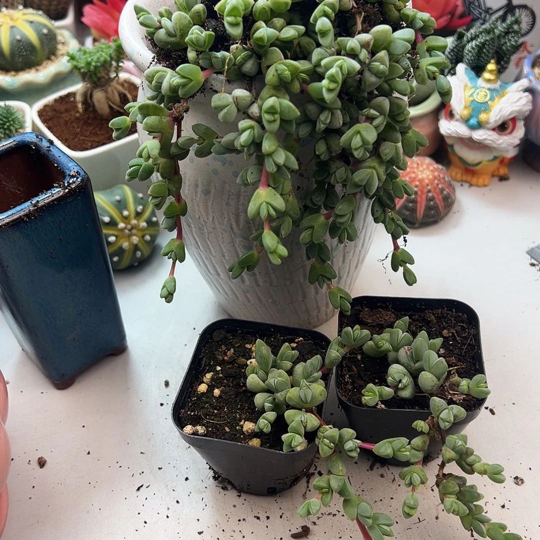 碧玉莲多肉植物一颗