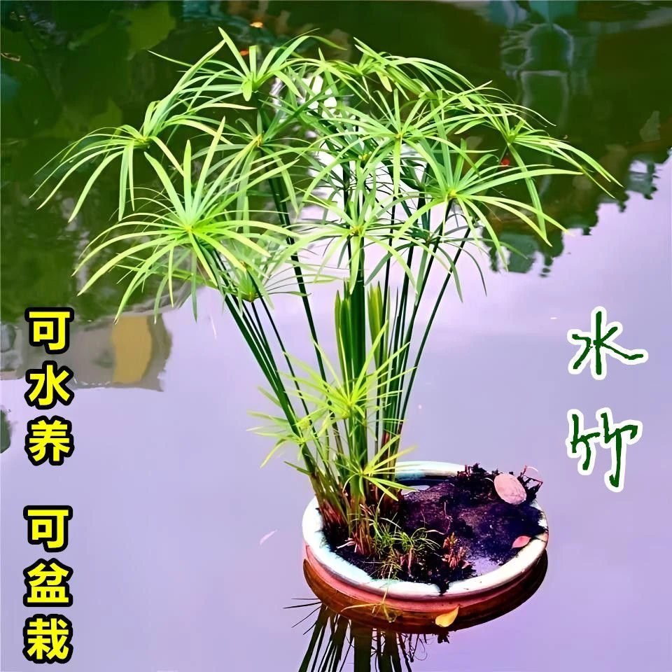 水竹旱伞草风车草水生水养盆栽植物水培竹子鱼缸池塘造景净化水质