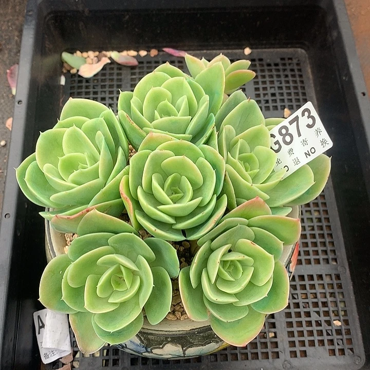 星娜塔捧花 一物一拍 9.12号以后发