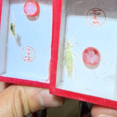 石志明大黄蛉加竹蛉