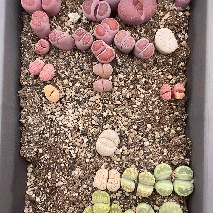 桃喜花园0131-14生石花