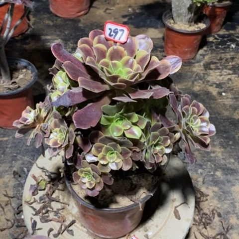 欧嘉莉捧花一物一拍