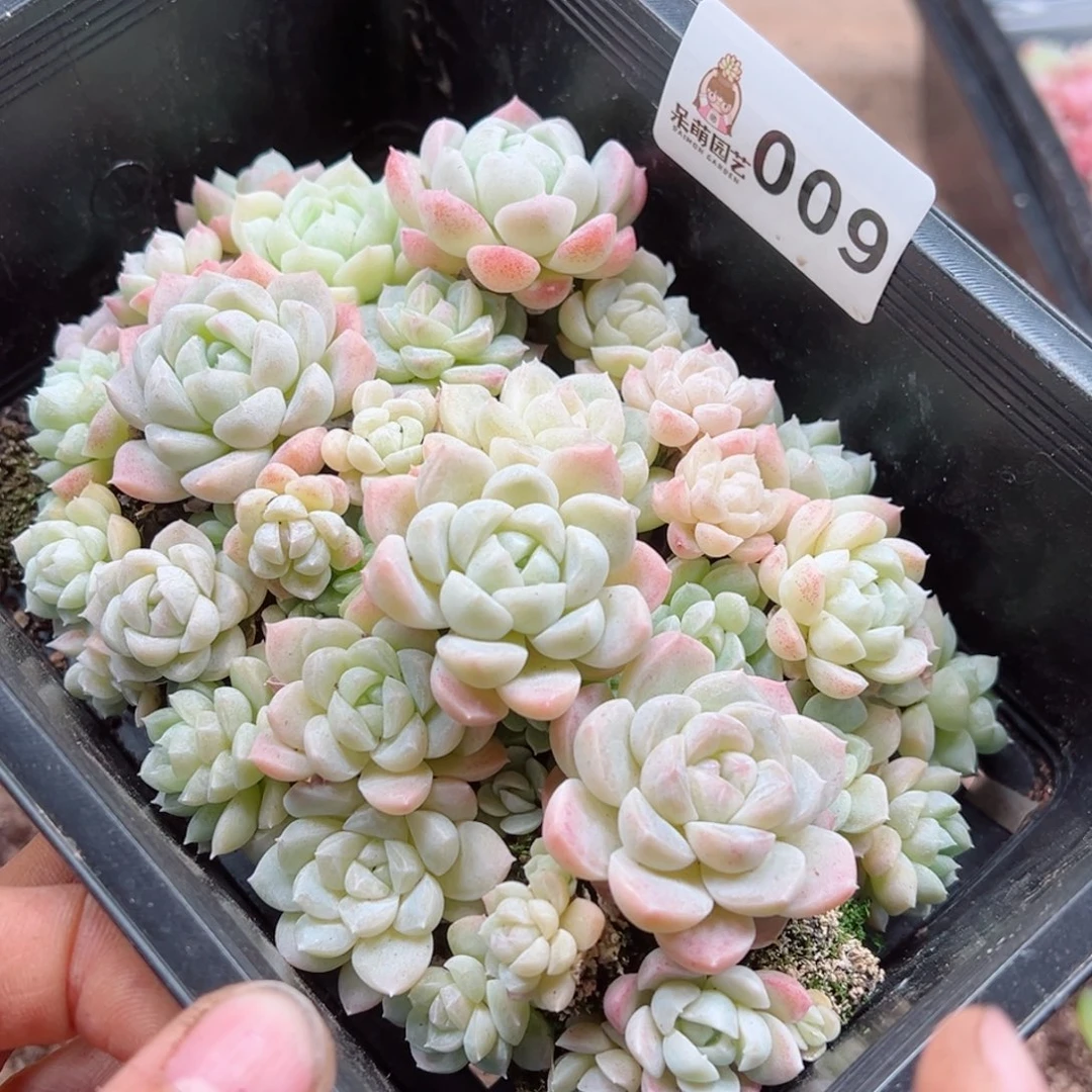 紫*多肉植物多肉植物