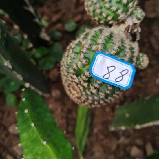 丽花魅影大侧芽7CM多特