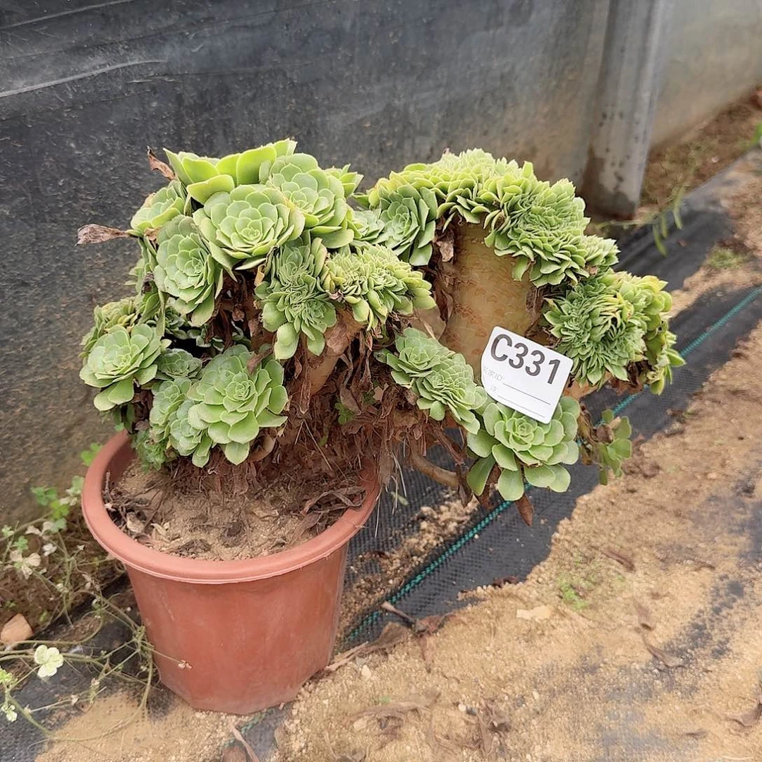 331绿缀一颗微瑕呀呀