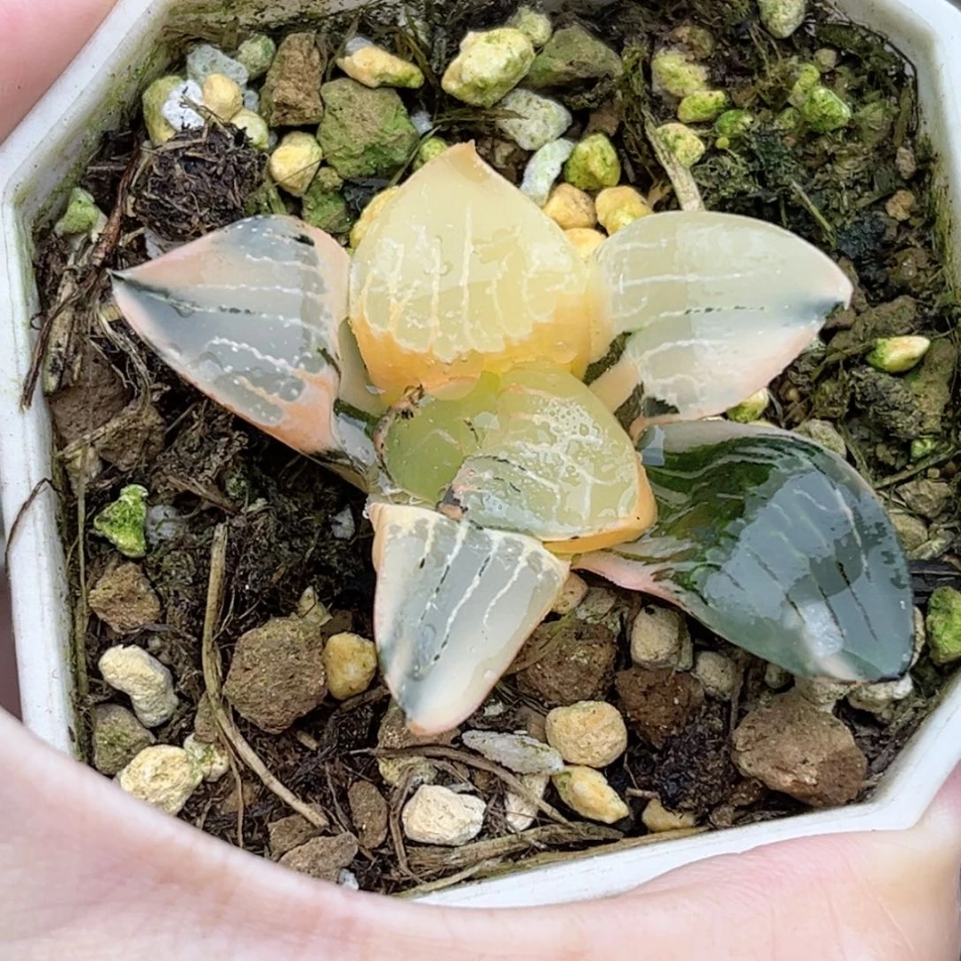 65花影克锦福利专场