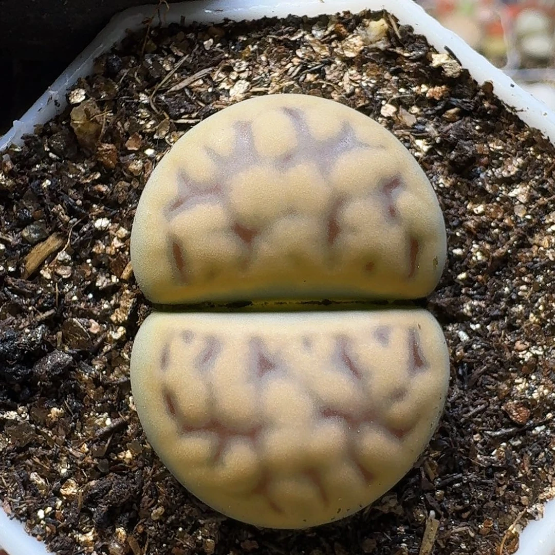 生石花111111。  225