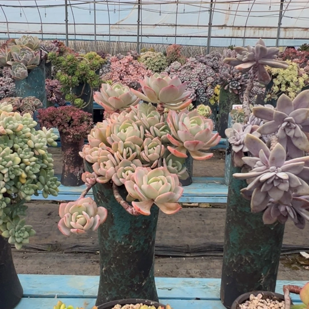 精品白月光妖桩 裸肉