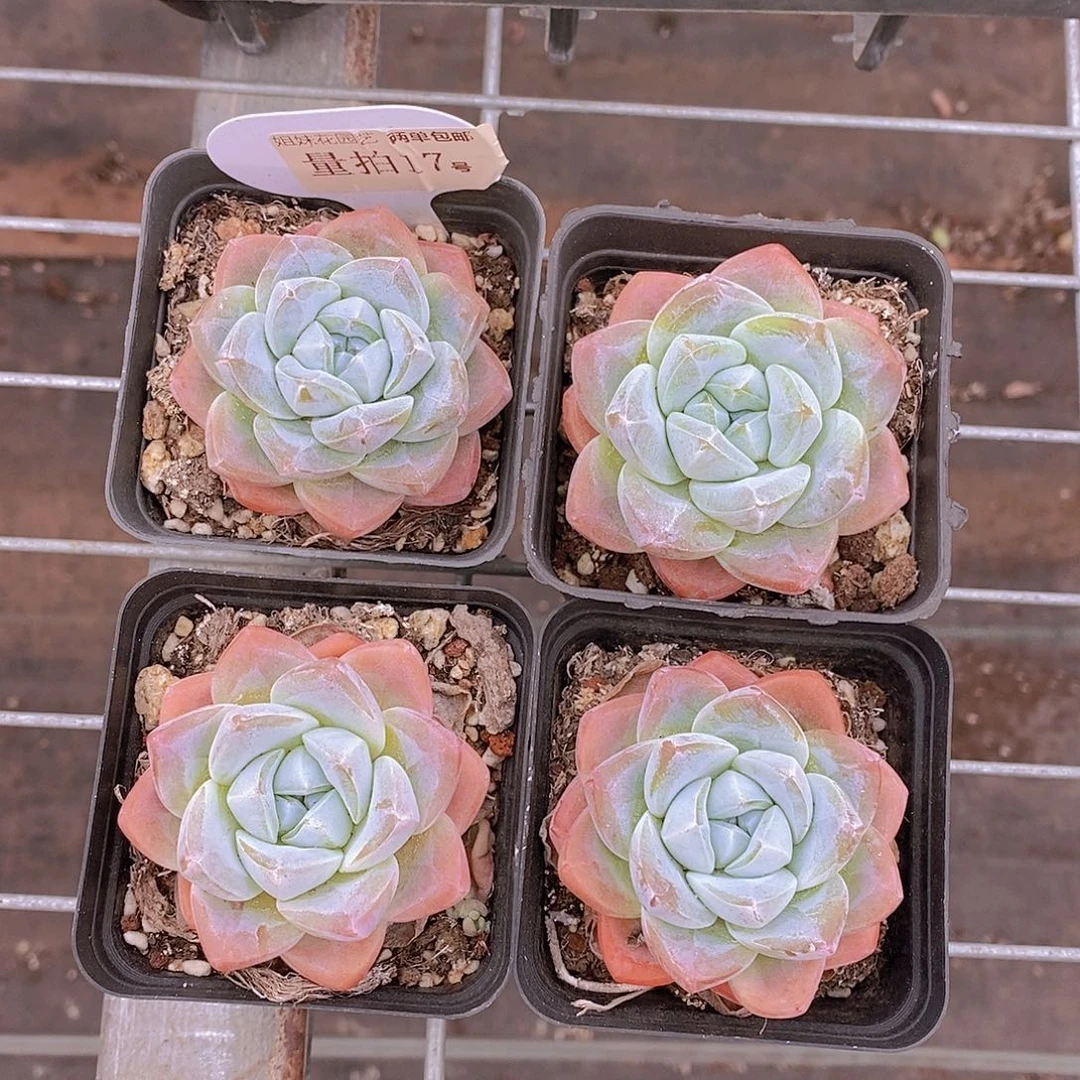 量拍17号-樱花冰玉单头福利一颗量拍
