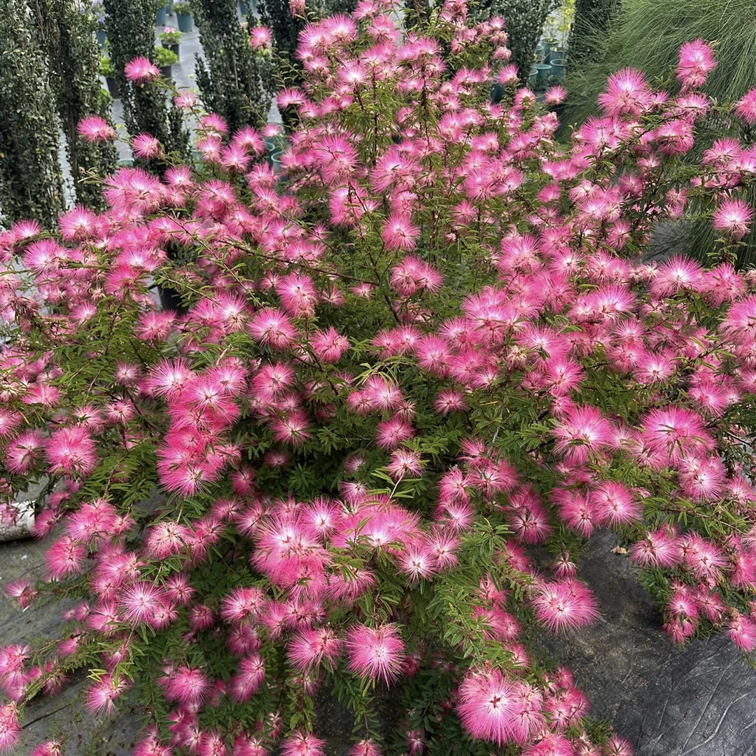 细叶香水合欢盆栽味道清新香甜可地栽适合阳台室外种植的花期长
