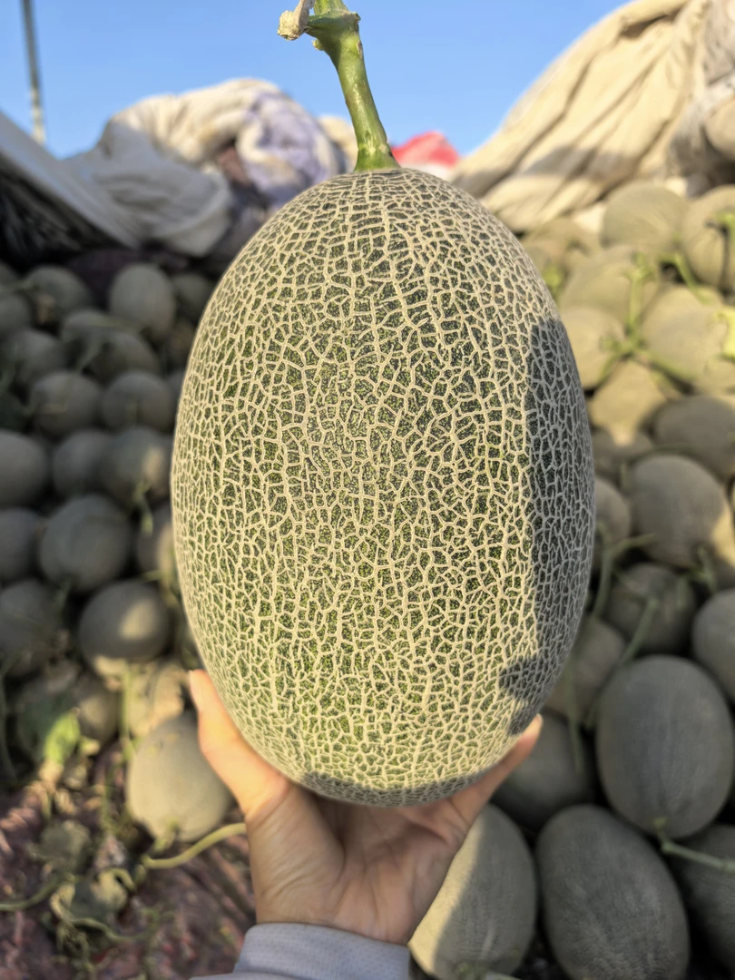 新疆吐鲁番火焰山西州蜜25号网纹瓜当季新鲜脆甜多汁水果