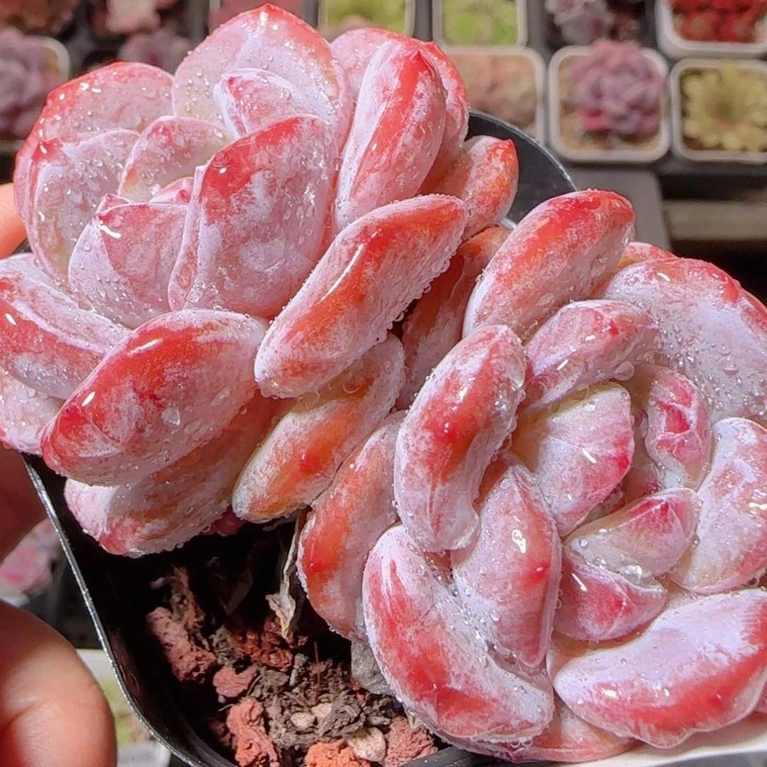 花语多肉1206-12星颖