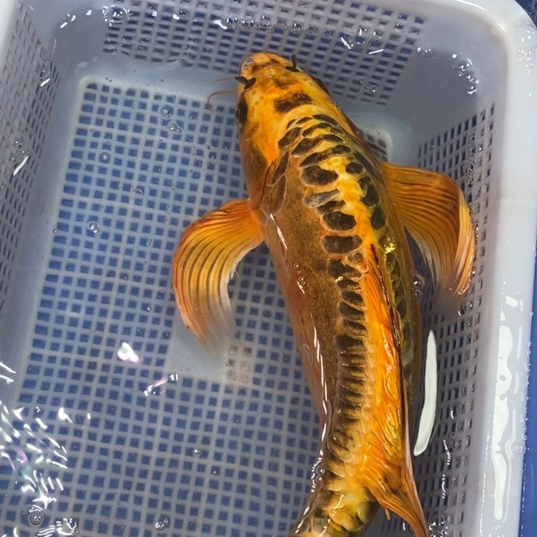 海水鱼冷水锦鲤包邮