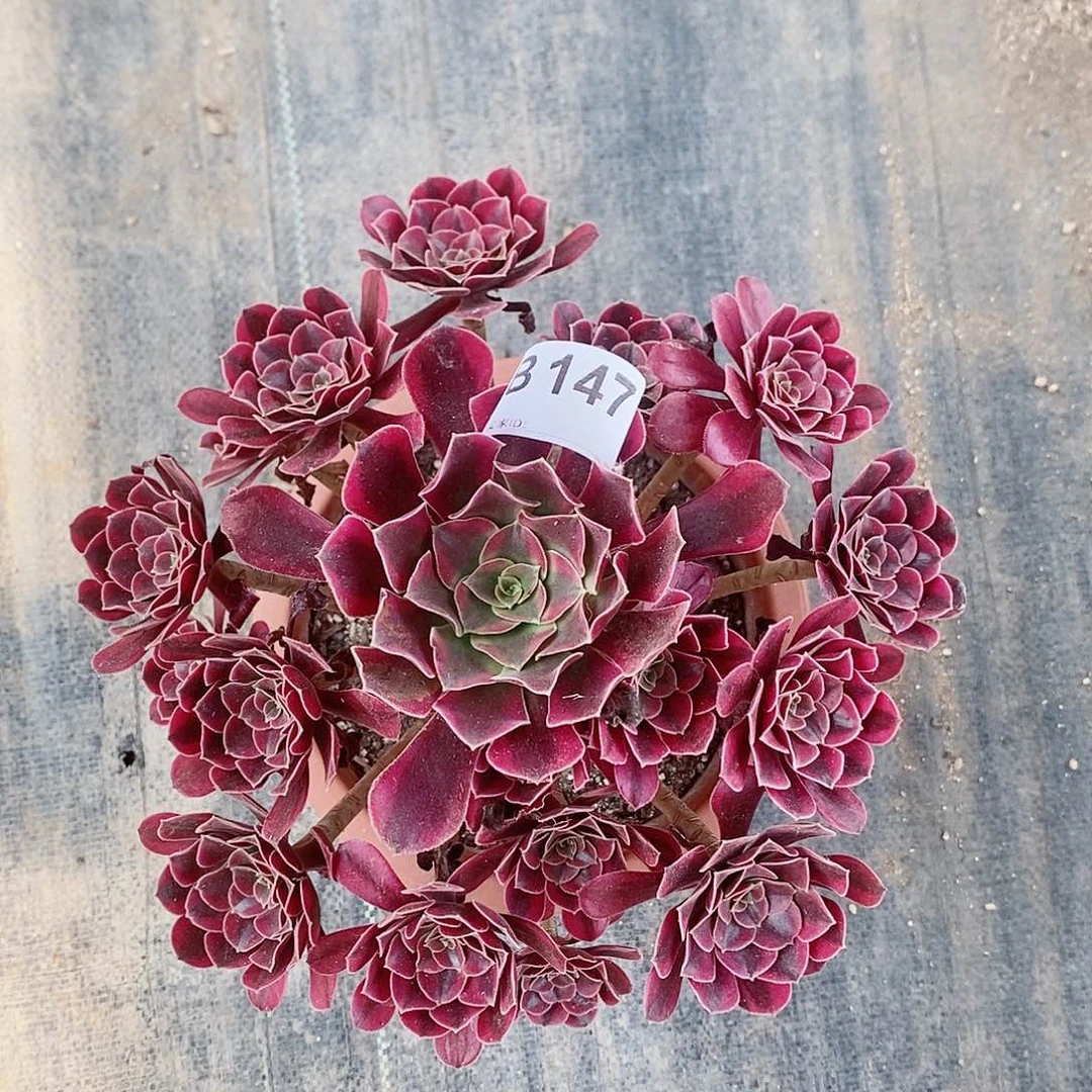 美杜莎147多肉111111