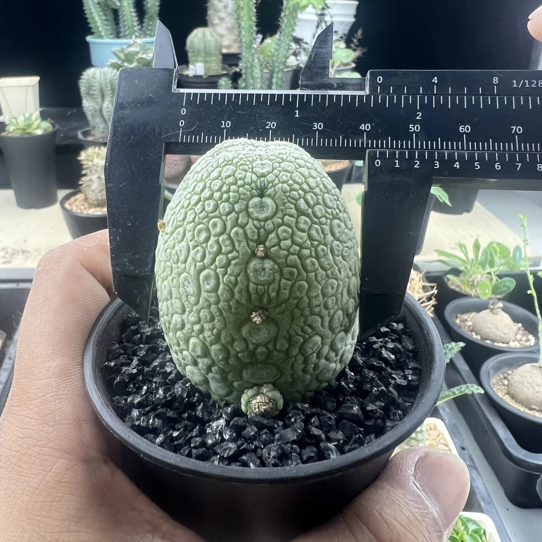凝蹄玉实生带盆发